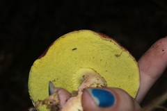 Hemileccinum rubropunctum