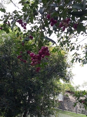 Syzygium paniculatum