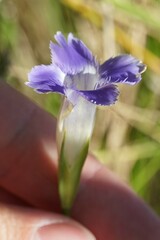 Gentianopsis virgata
