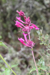 Agastache mexicana