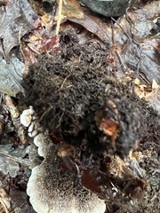 Hydnellum peckii