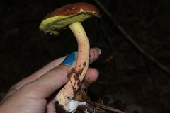 Hemileccinum rubropunctum