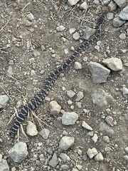 Crotalus oreganus oreganus
