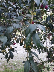 Syzygium paniculatum