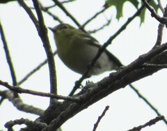 Vireo flavifrons