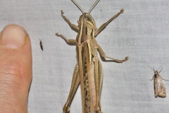 Austracris guttulosa