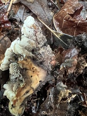 Hydnellum peckii
