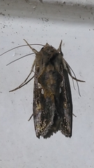 Chrysodeixis
