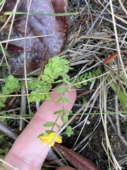 Hypericum anagalloides