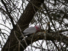 Eolophus roseicapilla albiceps