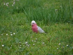 Eolophus roseicapilla albiceps