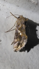 Chrysodeixis