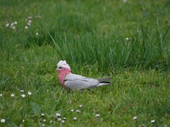 Eolophus roseicapilla albiceps