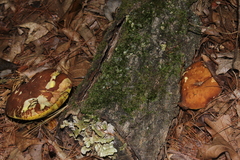 Hemileccinum rubropunctum