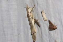 Austracris guttulosa