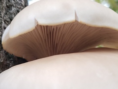 Pleurotus populinus