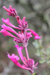 Agastache mexicana
