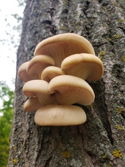 Pleurotus populinus