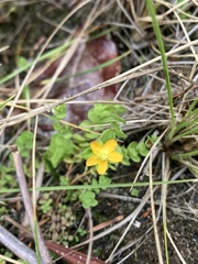 Hypericum anagalloides