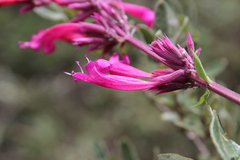 Agastache mexicana