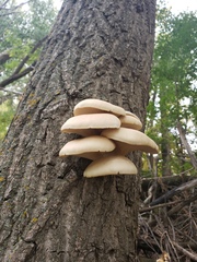 Pleurotus populinus