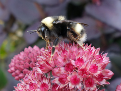Bombus mckayi