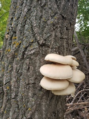 Pleurotus populinus