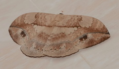 Sphingognatha asclepiades