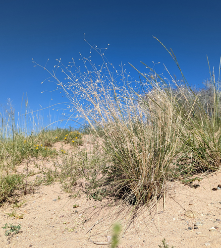 Indian ricegrass (Achnatherum hymenoides)