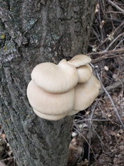 Pleurotus populinus