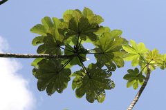 Cecropia schreberiana
