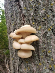 Pleurotus populinus
