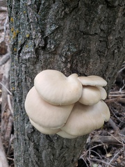 Pleurotus populinus