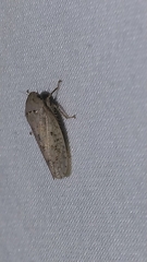 Curtara