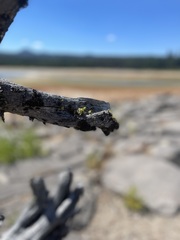 Teloschistes chrysophthalmus