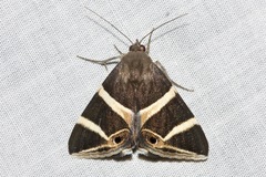 Grammodes oculicola