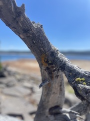Teloschistes chrysophthalmus