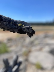 Lecanoromycetidae
