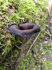 Craterellus
