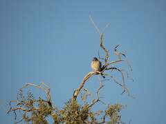 Spiziapteryx circumcincta