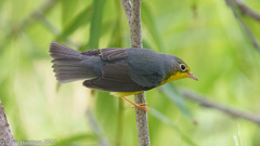 Cardellina canadensis