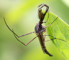 Psorophora cyanescens