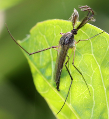 Psorophora cyanescens