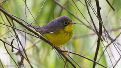 Cardellina canadensis
