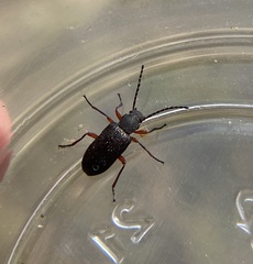 Tenebrionoidea