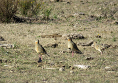 Oreopholus ruficollis