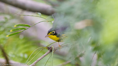 Cardellina canadensis
