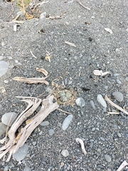 Charadrius bicinctus