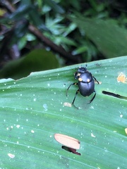 Canthon septemmaculatus