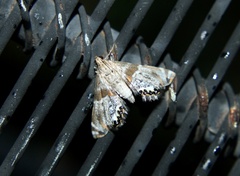 Petrophila jaliscalis